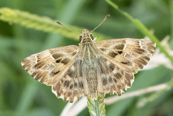 Carcharodus alceae-0172 Gulhane park, Istambul - 12/09/24