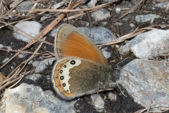 Coenonympha gardetta-1433 - Col d'Agnel - 24/06/25