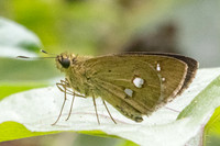 Scobura isota-2541