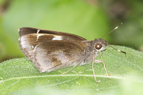 Notocrypta feisthamelii-2839
