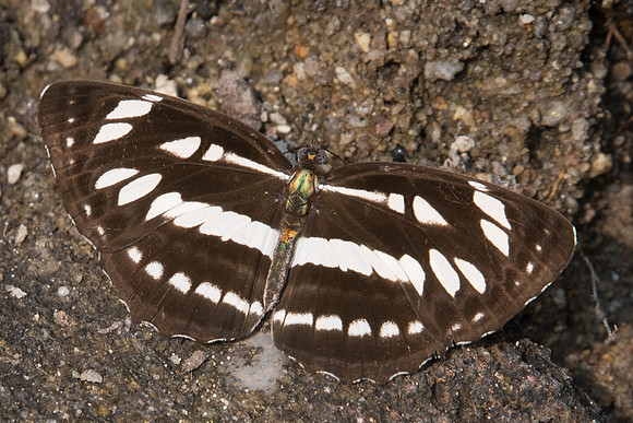 Neptis hylas papaya - 3141 - Doi-Suthep - 8/03/23