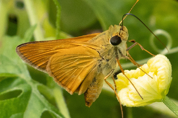 Quasimellana eulogius-7592 - Cartagena - 31/05/24