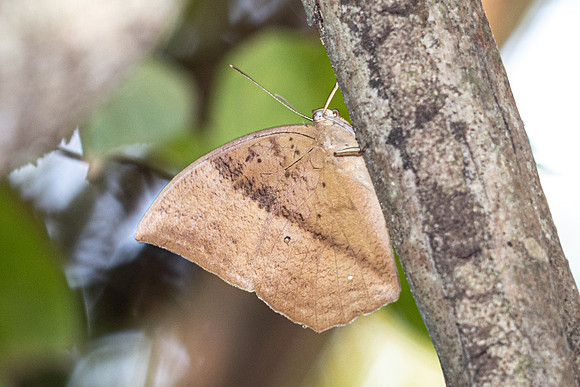 Discophora sondaica-1403 - Chiang Dao - 18/03/25