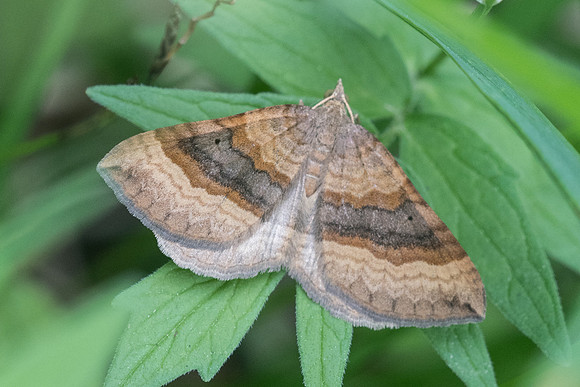 larentia clavaria-2335 - Argentière la bessée