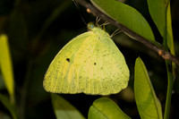 Ixias pyrène-6603 - Doi Suthep - 29/03/25