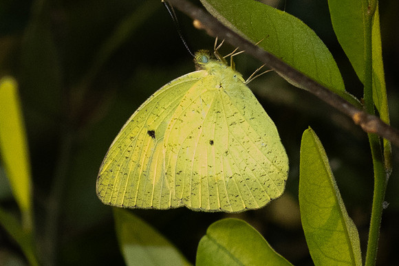 Ixias pyrène-6603 - Doi Suthep - 29/03/25