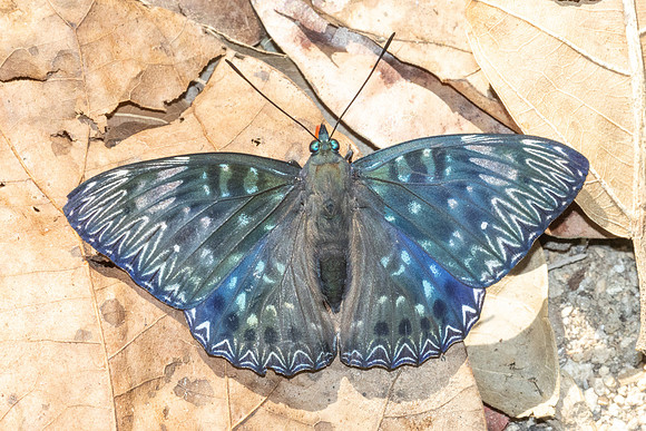 Dichorragia nesimachus-5530