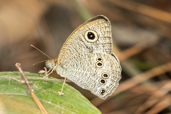 Ypthima dohertyi-2934