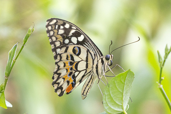 Papilio demoleus-0873