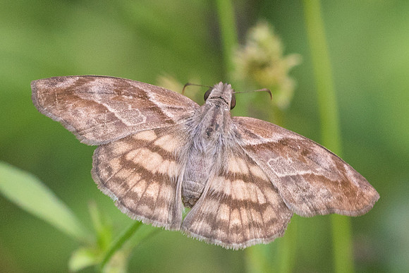Timochares trifasciata-4188
