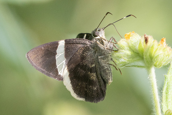 Autochton bipunctatus-3367