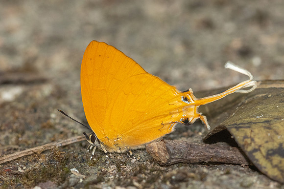 Ticherra acte-5570 - Doi Suthep 1180 - 27/03/25