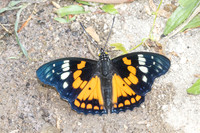 Sephisa chandra-4307