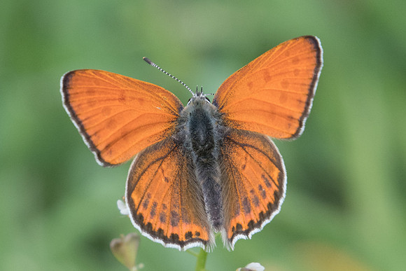 Lycaena thersamon-0194 - - Route Drama Paleokomi - 16/04/22
