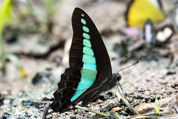 Graphium sarpedon- Chiang  Dao - 14/11/23 - 8285