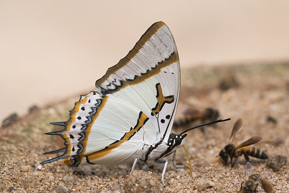 Polyura eudamippus-2440 - Chiang Dao  - 11/03/23