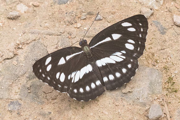 Neptis magadha magadha-5418 - Chiang Dao - 12/03/23