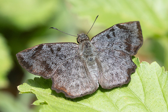Antigonus erosus-3535-Barichara - 9/06/24