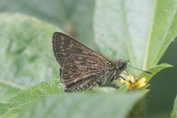 Halpe arcuata-8745 Chiang Dao - 14/11/23