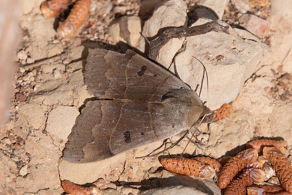 Minucia lunaris