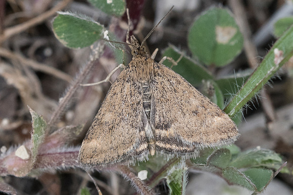 Pyrausta despicata - 1224 Belgentier 14/04/2021