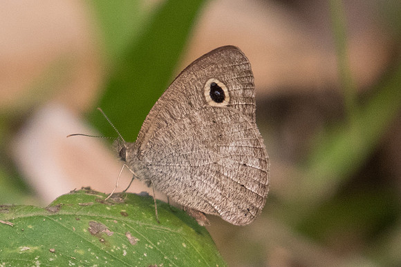 Ypthima evansi-7844  - Chiang Dao - 10/03/23