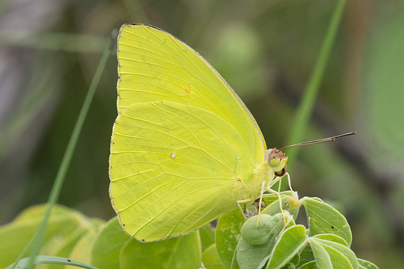 Phoebis sennae-9149
