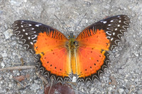 Cethosia biblis-4097- Doi Inthanon - 23/03/25