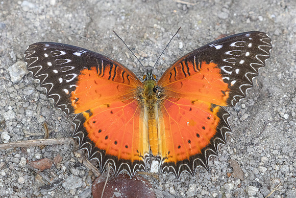 Cethosia biblis-4097- Doi Inthanon - 23/03/25