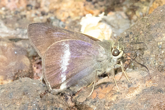 Halpe chromus-5629- Doi Suthep - 27/03/25