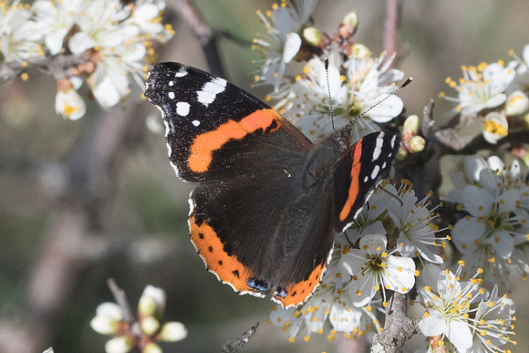 Vanessa atalanta-7469