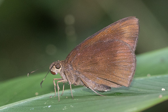 Ancistroides nigrita-1670 - Chiang Dao - 16/11/23