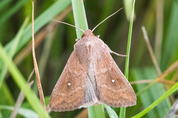 Mythimna albipuncta-7710 - Dijon - 13/08/23