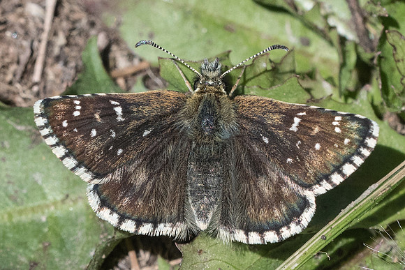 Pyrgus serratulae --8462 - Cuneo - 29/06/21