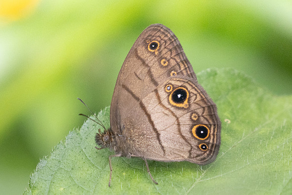 Hermeuptychia harmonia-5786
