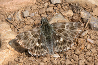 Carcharodus baeticus-9508 - Artigues - 8/06/25