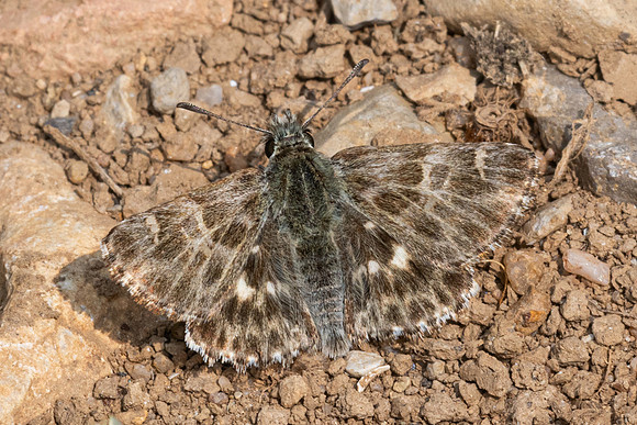 Carcharodus baeticus-9508 - Artigues - 8/06/25
