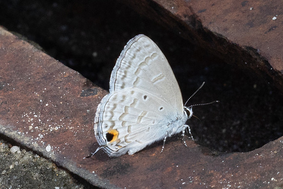 Catochrysops panormus-6773