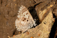 Niphanda asialis-1138 - Chiang Dao - 17/03/25
