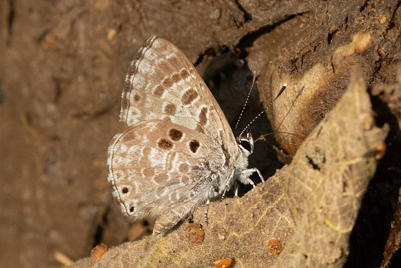 Niphanda asialis-1138 - Chiang Dao - 17/03/25