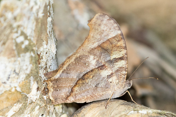 Melanitis zitenius-1400