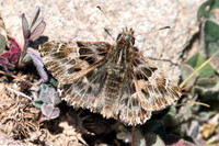 Carcharodus alceae-5929