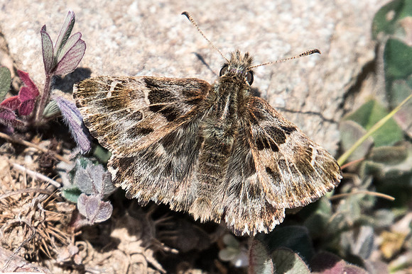 Carcharodus alceae-5929