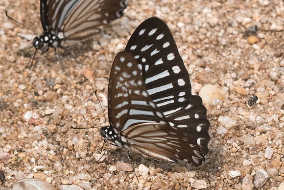 Graphium macareus burmensis - 0856 - Chiang Dao  - 11/03/23