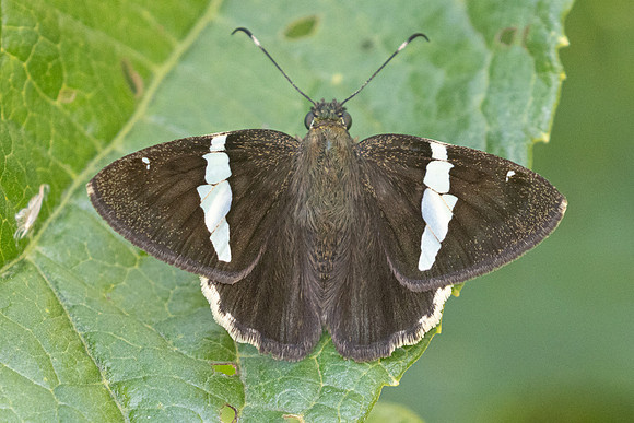 Autochton bipunctatus-4295
