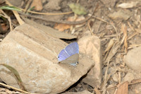 Catochrysops panormus-2589