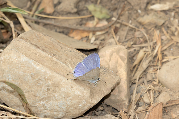 Catochrysops panormus-2589
