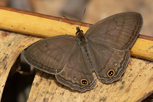 Cissia pompilia-9956 - Bucaramanga - 5/06/24