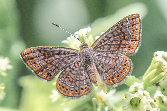 Calephelis perditalis-4726