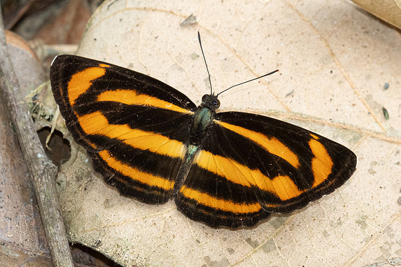 Neptis miah-1687 - Chiang Dao - 17/03/24